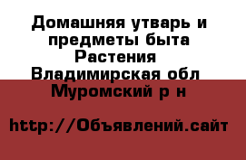 Домашняя утварь и предметы быта Растения. Владимирская обл.,Муромский р-н